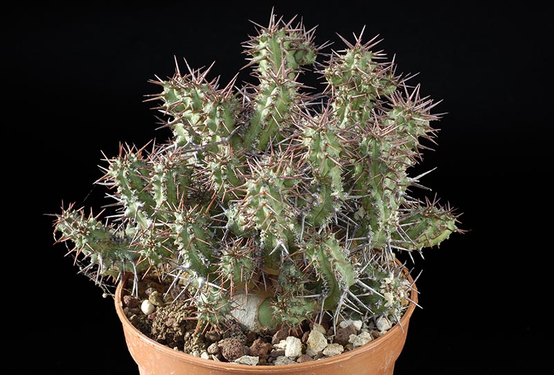 Euphorbia phillipsiiae (inn.) Cm. 13,5  € 36,00.jpg